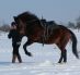 Mighty Februar 2012 in Effringen