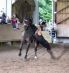 Mighty - Trickreitshow in Nagold 2010